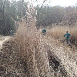 Reed bed